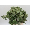 Pittosporum Ilan