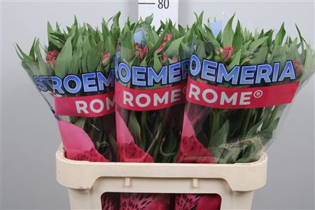 <h4>Alstr Rome</h4>