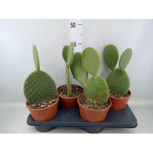 Opuntia