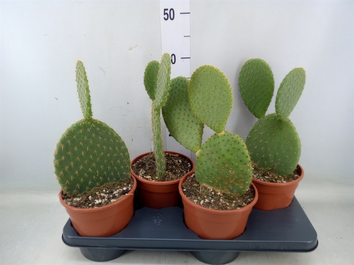 <h4>Opuntia</h4>