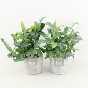 Phlebodium A Blue Star in Stone Look Pot