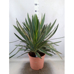 Yucca gloriosa 'Variegata'