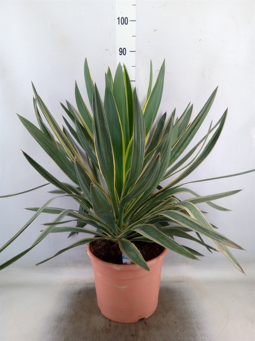 <h4>Yucca gloriosa 'Variegata'</h4>