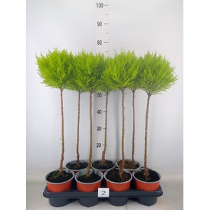 Cupressus macro. 'Goldcrest' .shape