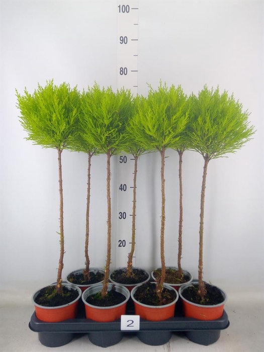 <h4>Cupressus macro. 'Goldcrest' .shape</h4>