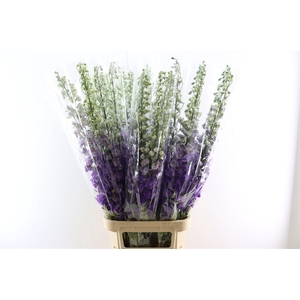 Delphinium Purple Heart