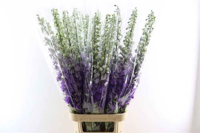 <h4>Delphinium Purple Heart</h4>