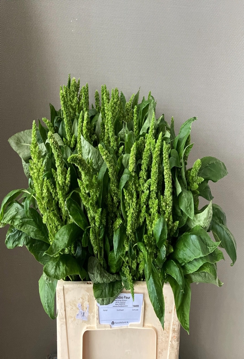 <h4>AMAR GREEN THUMB</h4>