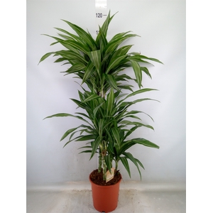 Dracaena fr de 'Ulises'
