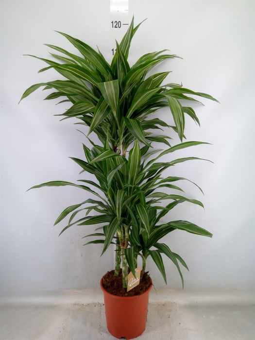 <h4>Dracaena fr de 'Ulises'</h4>