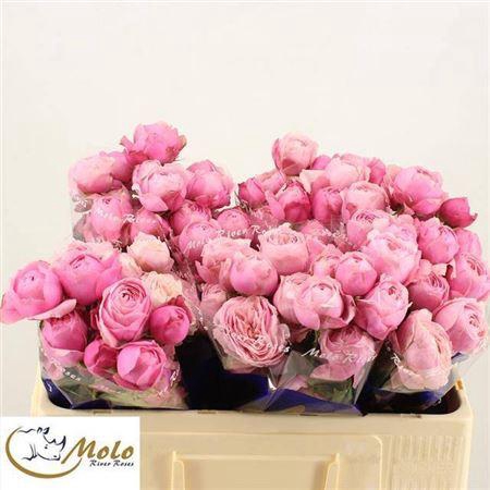 <h4>R Tr Silva Pink+</h4>