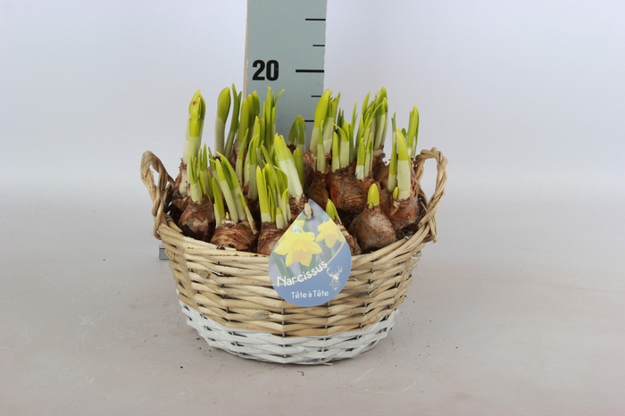 <h4>ARR NARCISSUS</h4>