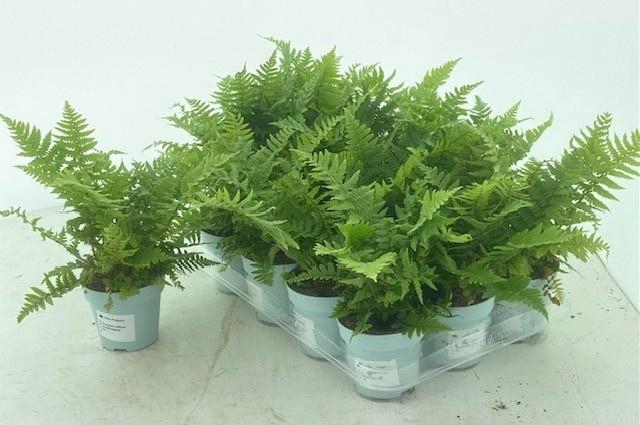 <h4>DRYO AFFINIS</h4>