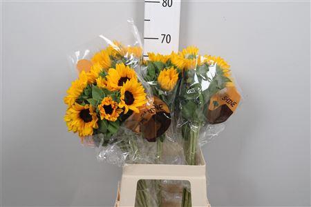 <h4>Heli Orange Fire</h4>