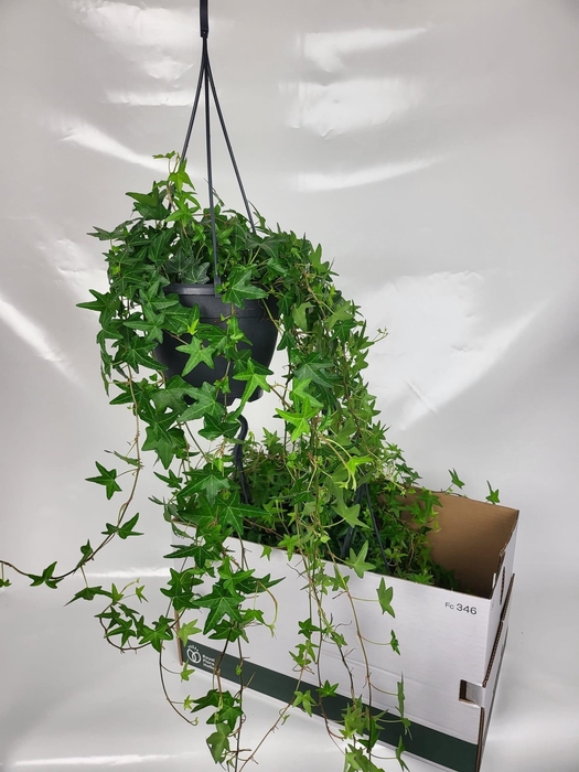 <h4>HED HE JACOBINE</h4>