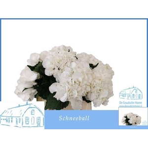 HYDR M SCHNEEBALL