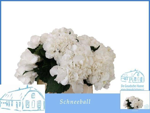 <h4>HYDR M SCHNEEBALL</h4>