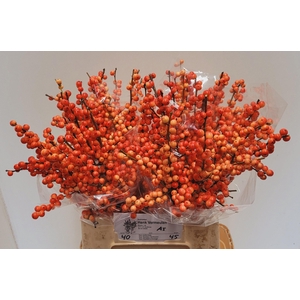 ILEX VE OUDIJ ORANGE