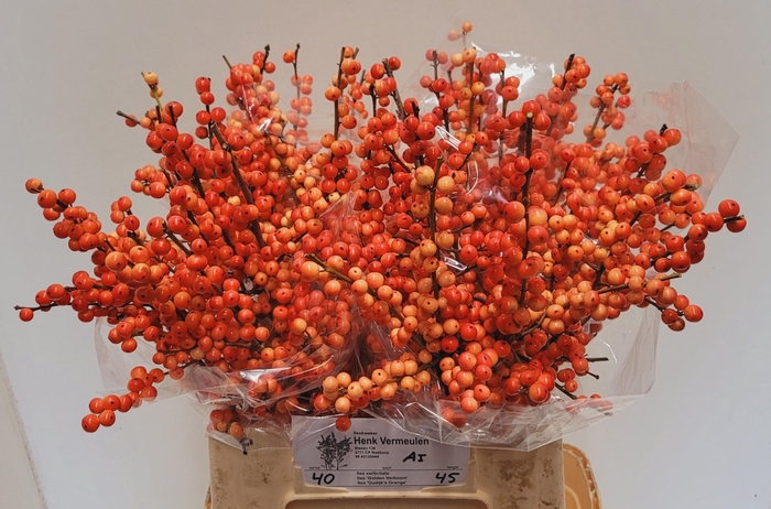 <h4>ILEX VE OUDIJ ORANGE</h4>