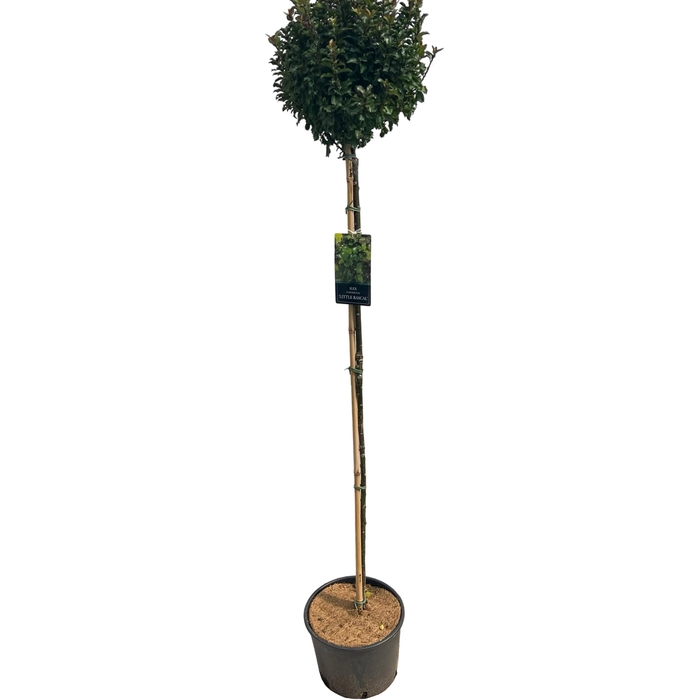 <h4>Ilex meserv. 'Little Rascal' 120cm</h4>