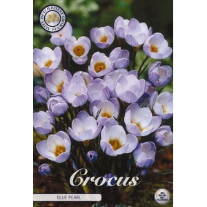 Crocus Chrysanthus Blue Pearl X10