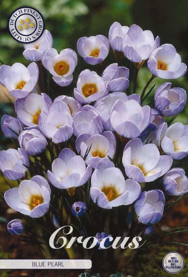 <h4>Crocus Chrysanthus Blue Pearl X10</h4>
