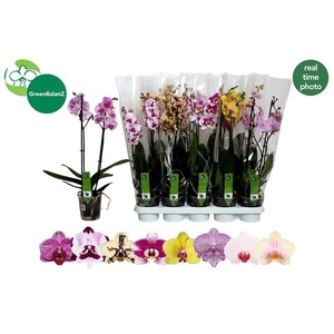PHAL MIX 2 TAK