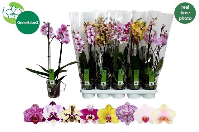 <h4>PHAL MIX 2 TAK</h4>