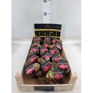 Hippeastrum   ...flowerbulbs