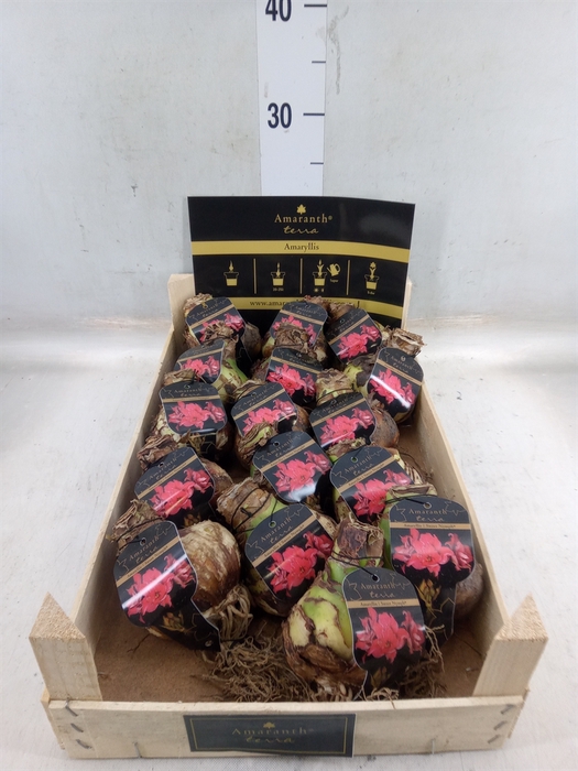 <h4>Hippeastrum   ...flowerbulbs</h4>