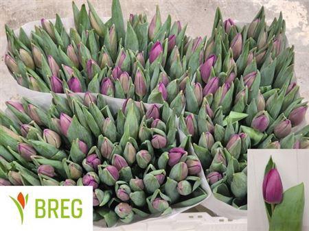 <h4>Tu En Roeska</h4>