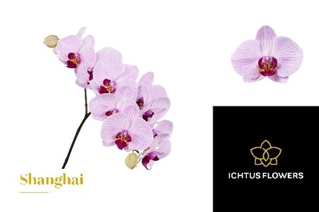 <h4>Phal Shanghai</h4>