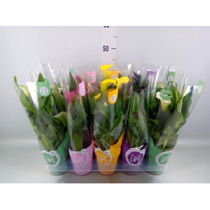 Zantedeschia   ...mix
