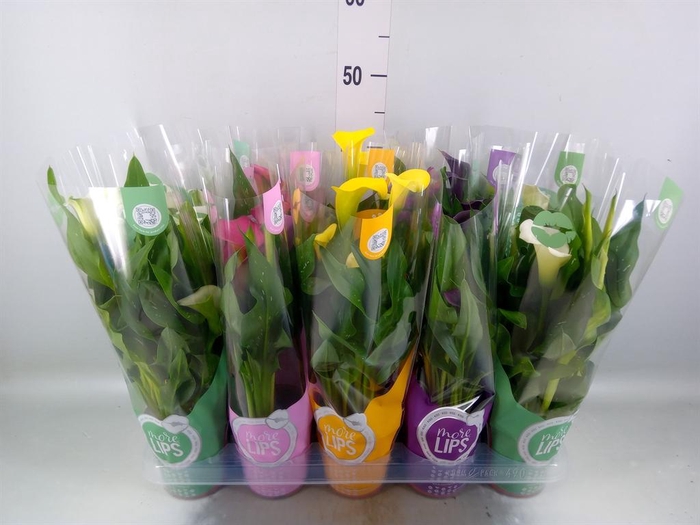 <h4>Zantedeschia ...mix</h4>