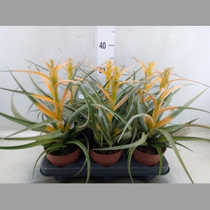 Tillandsia