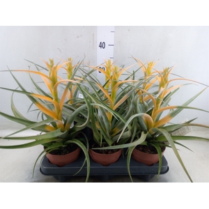 Tillandsia
