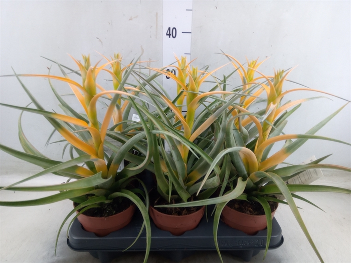<h4>Tillandsia</h4>