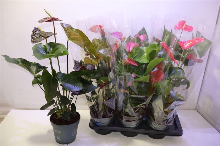 <h4>Anthu An Gem</h4>