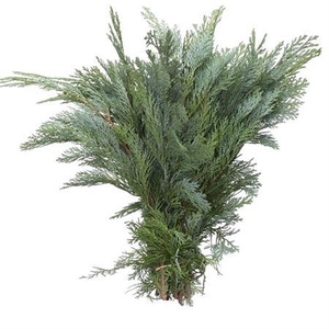 Co Chamae Lawson Blau De Luxe