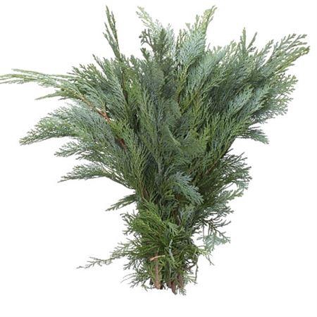 <h4>Co Chamae Lawson Blau De Luxe</h4>