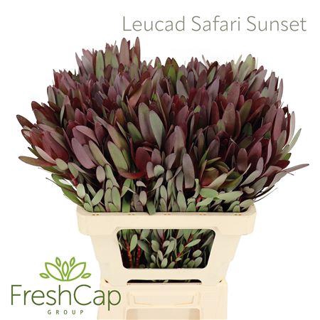 <h4>Leucad Safari Sunset</h4>