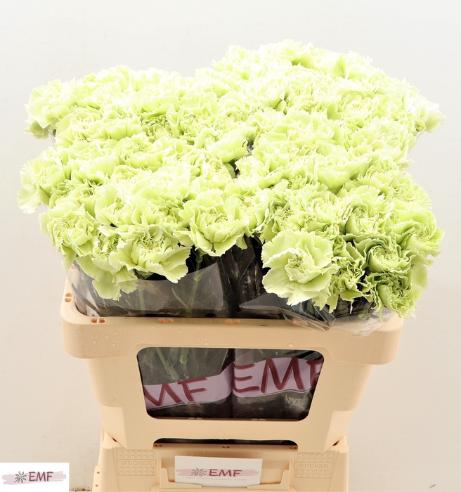 <h4>DI ST PRADO MINT</h4>