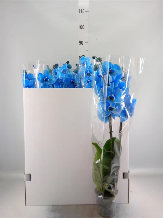 <h4>Phalaenopsis ...</h4>