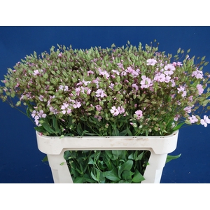 SAPONARIA OV