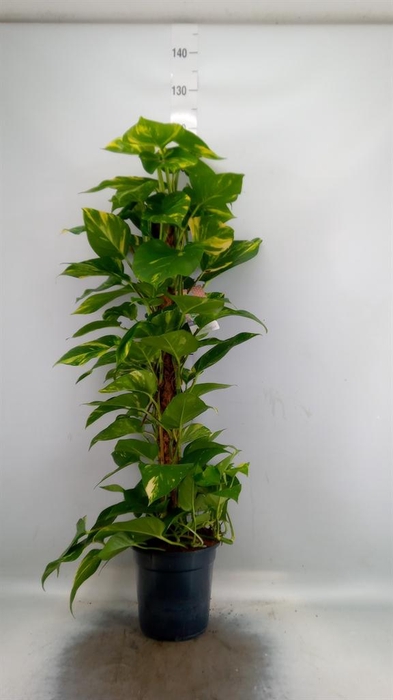 <h4>Epipremnum pinn.   ...moss stick</h4>