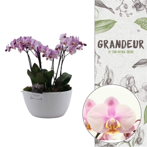 Grandeur | Roskilde 2 plants in 1 pot | Phalaenopsis