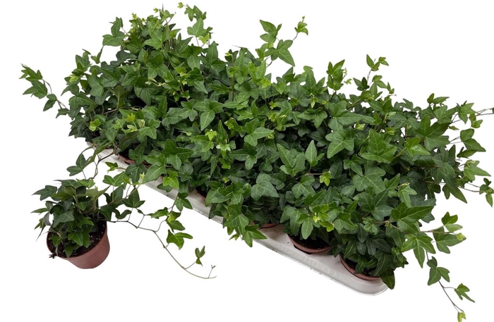 <h4>HED HE SHAMROCK</h4>