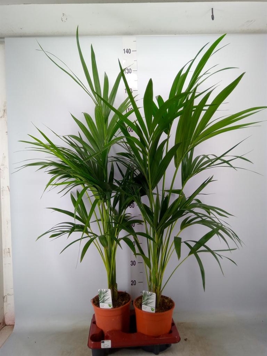 <h4>Howea forsteriana</h4>