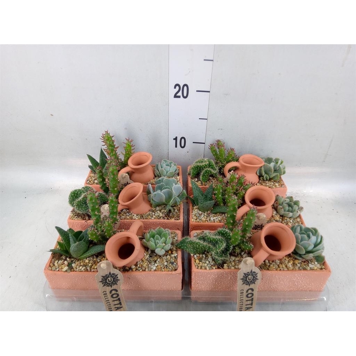 <h4>Arr.  Cactus L%</h4>