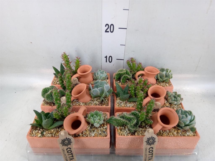 <h4>Arr. Cactus L%</h4>